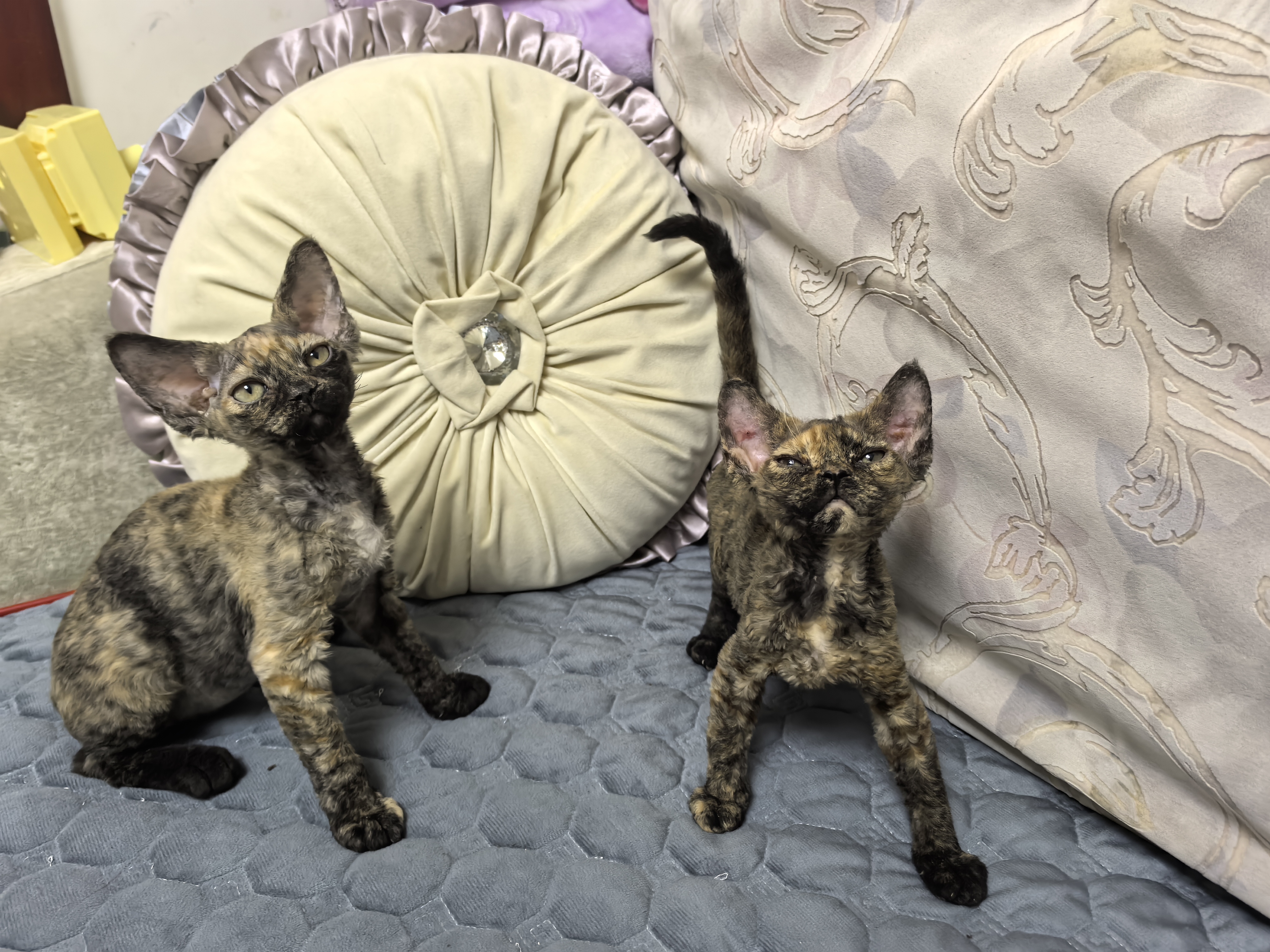 德文卷毛猫玳瑁色两只妹妹，标价全款！